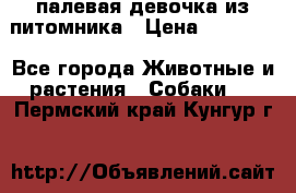 палевая девочка из питомника › Цена ­ 40 000 - Все города Животные и растения » Собаки   . Пермский край,Кунгур г.